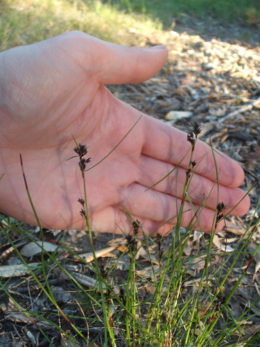 Schoenus apogon (common bog-rush) (alternate view 4)