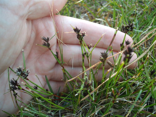 Schoenus apogon (common bog-rush) (alternate view 5)