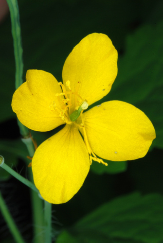 Chelidonium majus (Greater celandine)