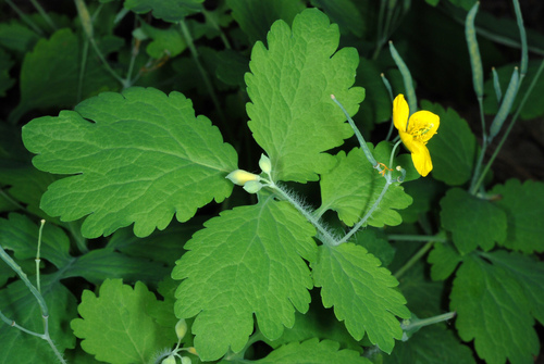 Chelidonium majus (Greater celandine)