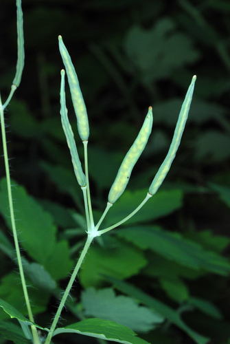 Chelidonium majus (Greater celandine)