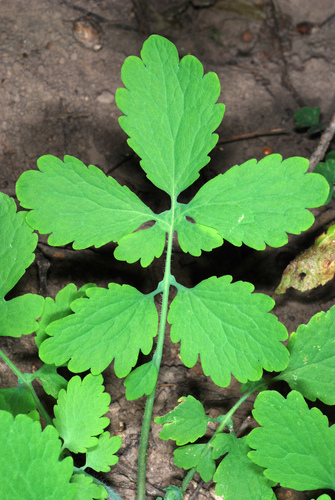 Chelidonium majus (Greater celandine)