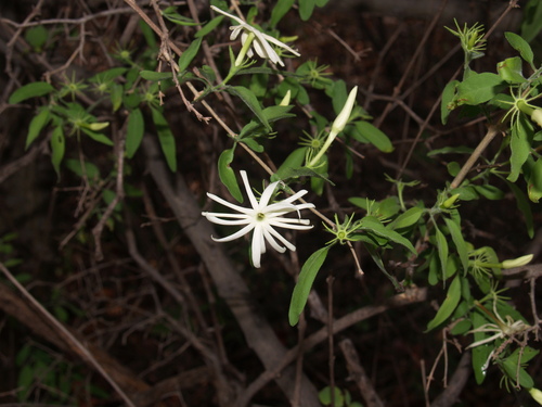 Jasminum (jasmine) (alternate view 9)