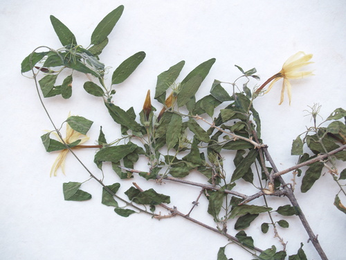 Jasminum (jasmine) (alternate view 10)