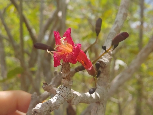 Tabebuia (Trumpet trees) (alternate view 8)