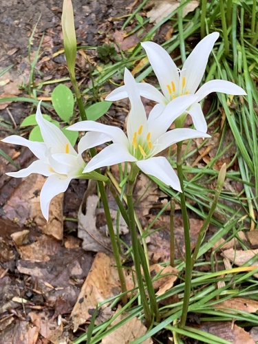 Zephyranthes atamasco (Atamasco Lily) (alternate view 3)