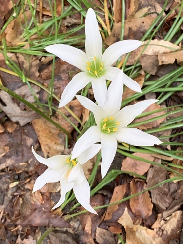 Zephyranthes atamasco (Atamasco Lily) (alternate view 2)