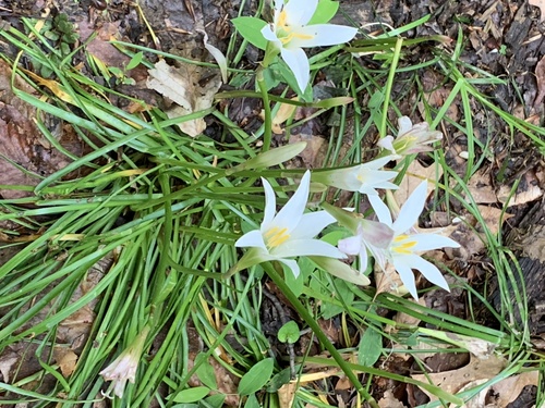 Zephyranthes atamasco (Atamasco Lily) (alternate view 4)