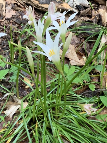 Zephyranthes atamasco (Atamasco Lily) (alternate view 5)