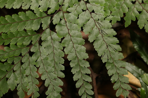 Adiantum formosum (Giant maidenhair fern) (alternate view 7)