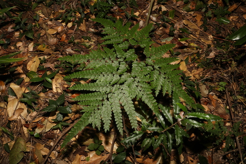 Adiantum formosum (Giant maidenhair fern) (alternate view 6)
