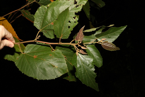 Commersonia bartramia (Brown Kurrajong) (alternate view 5)
