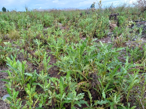 Senecio glomeratus (Cutleaf burnweed) (alternate view 2)