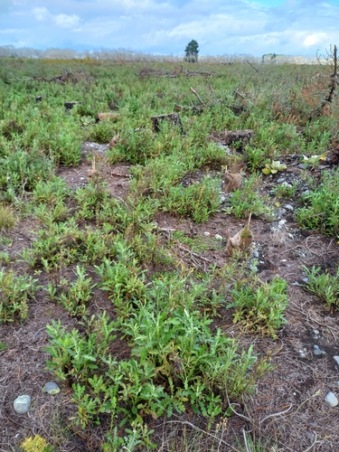 Senecio glomeratus (Cutleaf burnweed) (alternate view 3)