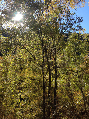 Fraxinus velutina (Velvet Ash) (alternate view 5)