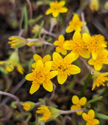 Lasthenia californica (California goldfields) (alternate view 2)