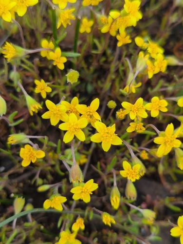 Lasthenia californica (California goldfields) (alternate view 3)