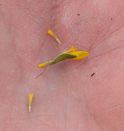 Lasthenia californica (California goldfields) (alternate view 4)