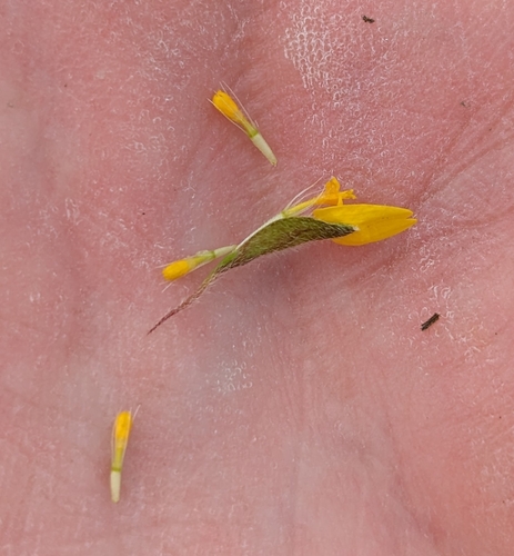 Lasthenia californica (California goldfields) (alternate view 5)