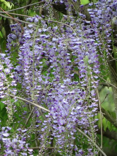 Wisteria floribunda (Japanese wisteria)