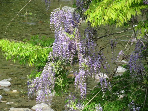 Wisteria floribunda (Japanese wisteria) (alternate view 2)
