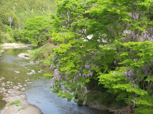 Wisteria floribunda (Japanese wisteria) (alternate view 3)