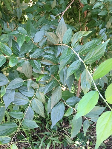 Celtis sinensis (Chinese Hackberry)