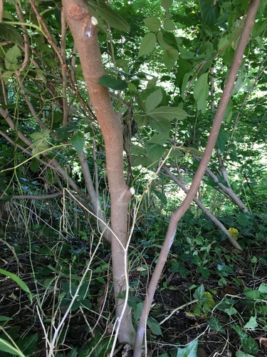 Celtis sinensis (Chinese Hackberry) (alternate view 2)