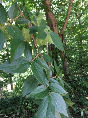 Celtis sinensis (Chinese Hackberry) (alternate view 3)