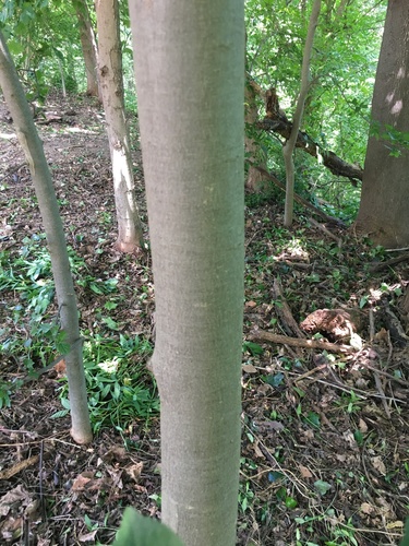 Celtis sinensis (Chinese Hackberry) (alternate view 4)