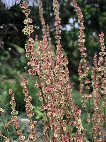 Rumex acetosa (Sorrel) (alternate view 3)