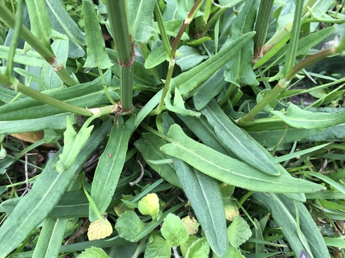 Rumex acetosa (Sorrel) (alternate view 4)