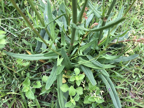 Rumex acetosa (Sorrel) (alternate view 5)