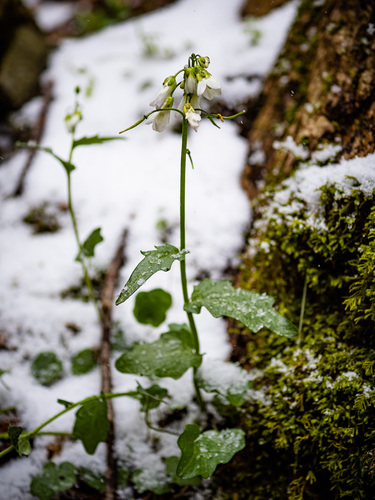 Cardamine douglassii (Purple Cress) (alternate view 5)