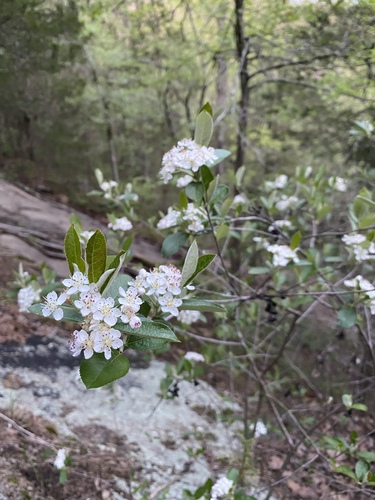 Aronia arbutifolia (red chokeberry)
