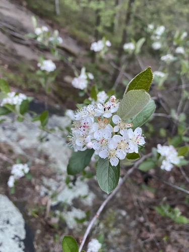Aronia arbutifolia (red chokeberry) (alternate view 2)