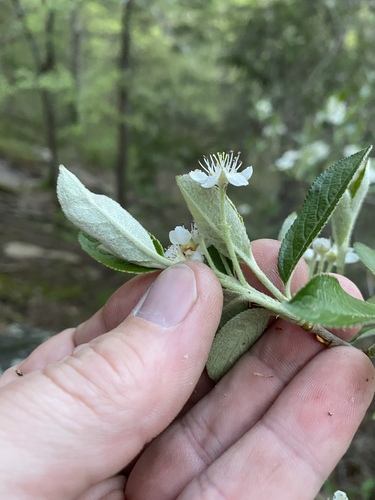 Aronia arbutifolia (red chokeberry) (alternate view 3)