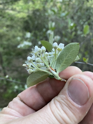 Aronia arbutifolia (red chokeberry) (alternate view 4)