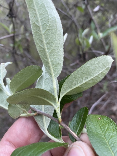 Aronia arbutifolia (red chokeberry) (alternate view 5)