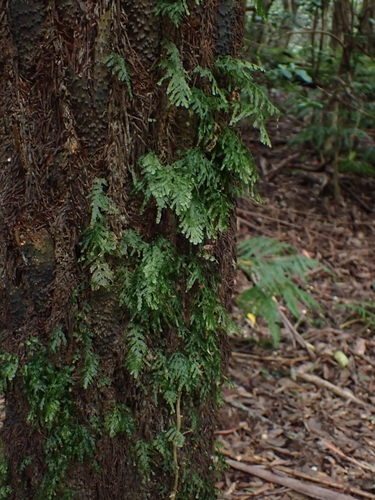 Trichomanes venosum (veined bristle-fern) (alternate view 5)