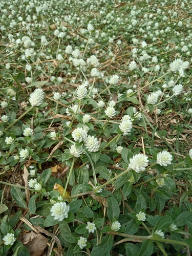 Gomphrena celosioides (prostrate globe-amaranth) (alternate view 3)