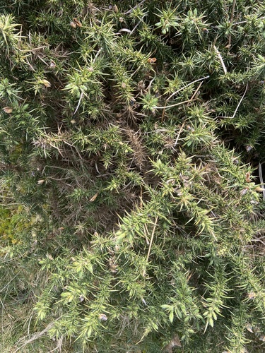 Ulex gallii (Western Gorse)