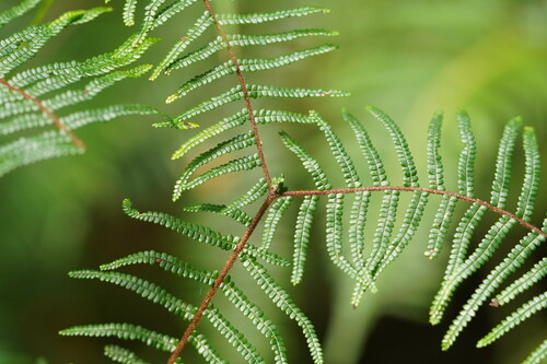 Gleichenia microphylla (scrambling coral-fern)