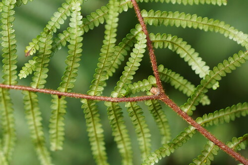 Gleichenia microphylla (scrambling coral-fern) (alternate view 2)