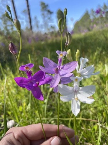 Calopogon tuberosus (Tuberous Grasspink)