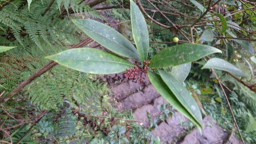 Skimmia japonica (Japanese skimmia) (alternate view 3)