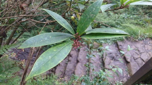 Skimmia japonica (Japanese skimmia) (alternate view 4)