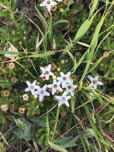 Myoporum parvifolium (alternate view 8)