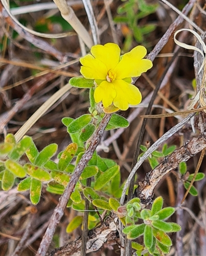 Hibbertia crinita (Long-hair Guinea-flower)
