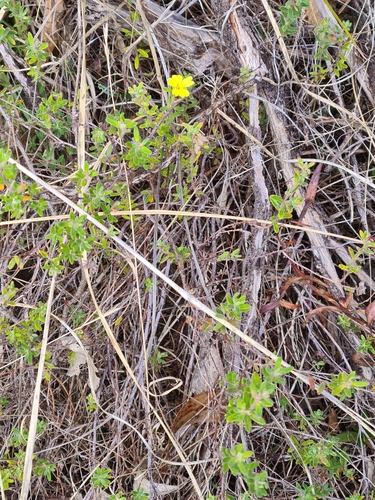 Hibbertia crinita (Long-hair Guinea-flower) (alternate view 2)